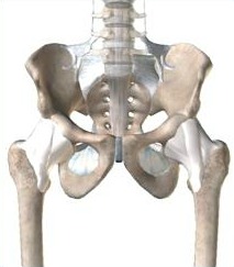 Total Hip Replacement